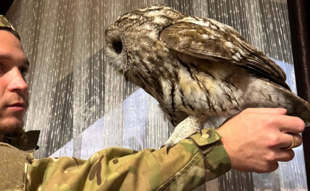 Прикордонник на Закарпатті врятував поранену сову (ФОТО)