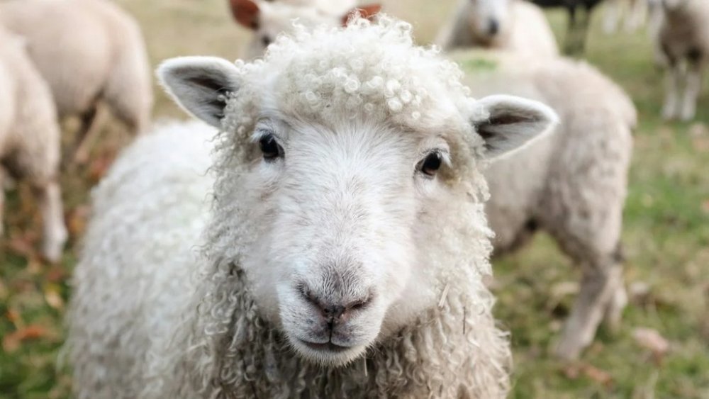 У польському потязі зчинився скандал - усе через вівцю у підгузку (ВІДЕО)