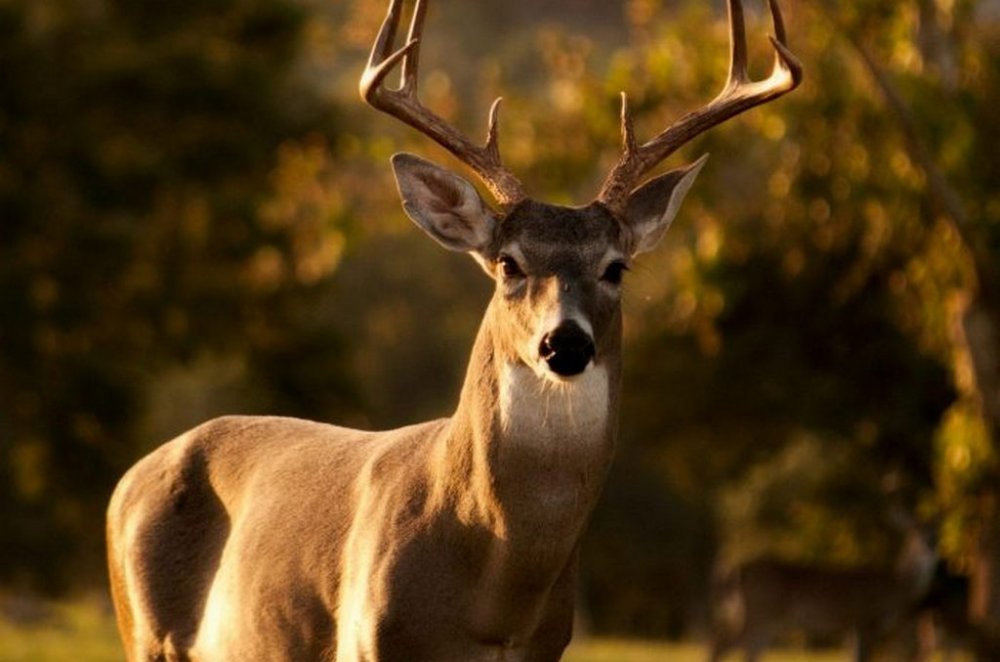 Переляканий олень, ховаючись від мисливців, забіг до церкви (ВІДЕО)