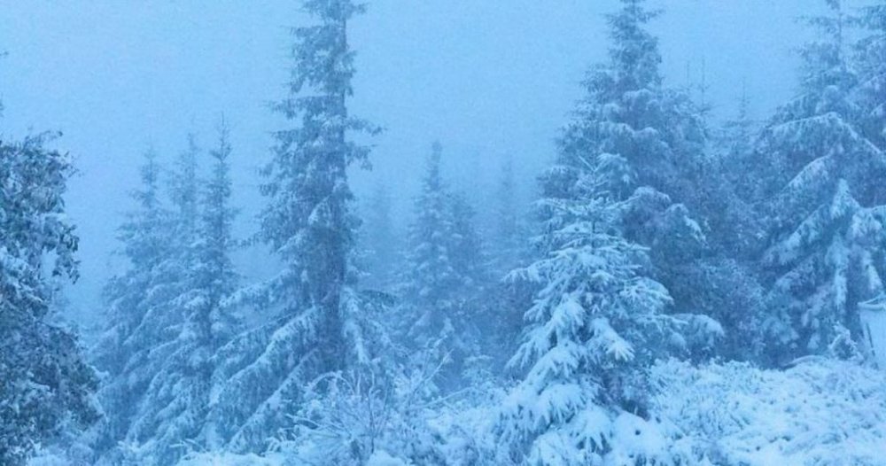 Зима увірвалася раптово: на Прикарпатті насипало снігу "по коліна" і мете далі (ВІДЕО)