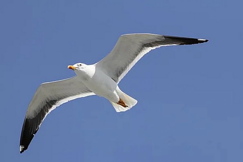 Чайка прилетіла за їжею і була атакована вороною та котом (ВІДЕО)