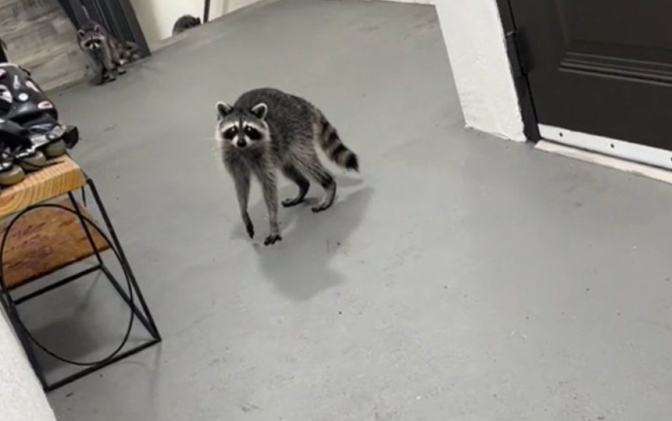 Троє єнотів викрали у жінки замовлену у ресторані мексиканську їжу