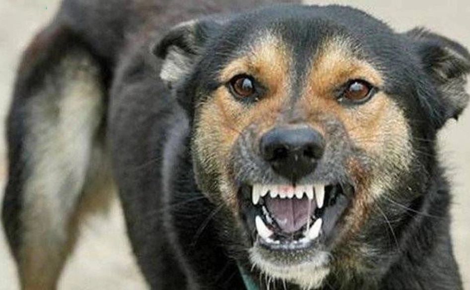 У столиці застрелили агресивного пса, який накинувся на патрульного (ВІДЕО)