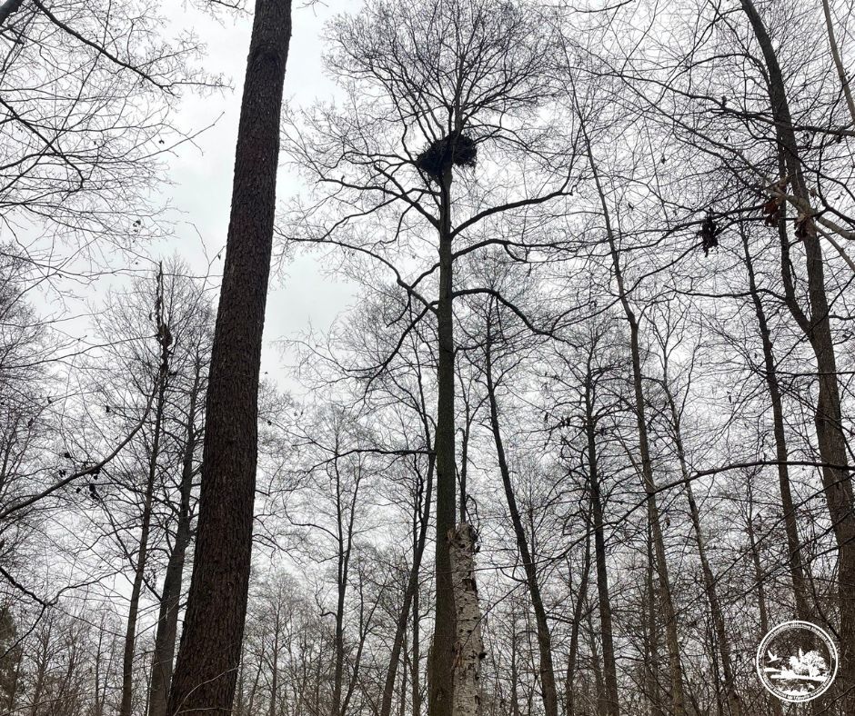 У Чорнобилі знайшли 17-те гніздо найбільшого хижого птаха України (ФОТО)
