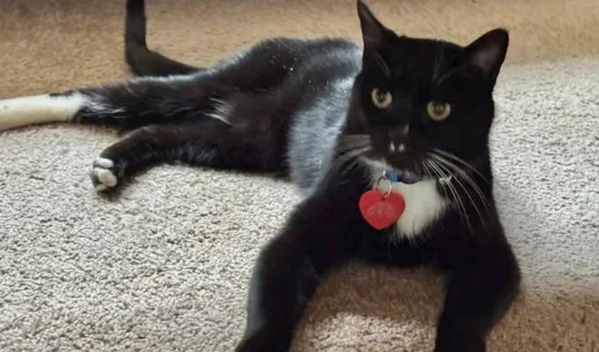 У США кіт майже пів року виживав у горах з дикими тваринами - потім повернувся додому