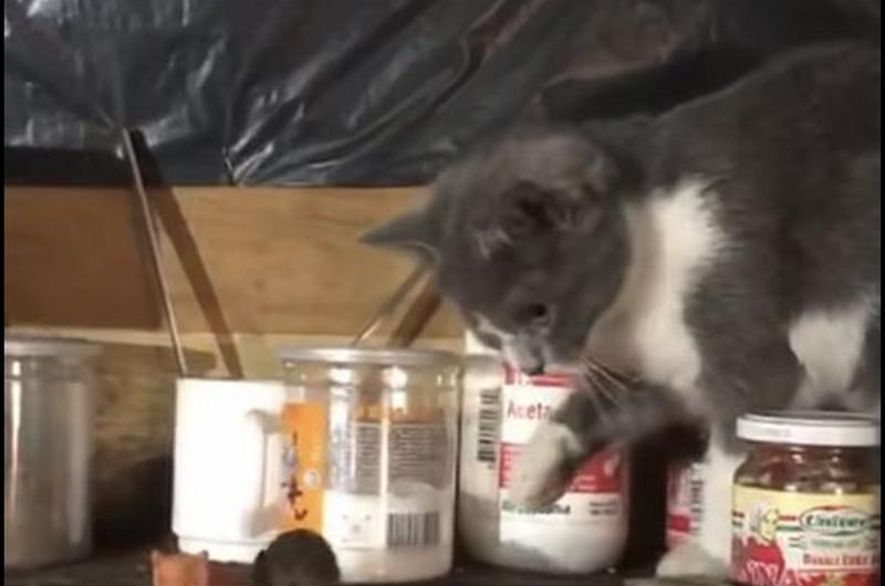 Том і Джеррі на передовій: прикордонники показали курйоз у бліндажі (ВІДЕО)