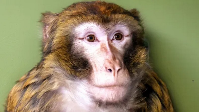 На Київщині лісова макака втекла від своїх господарів і бігала вулицями (ФОТО)