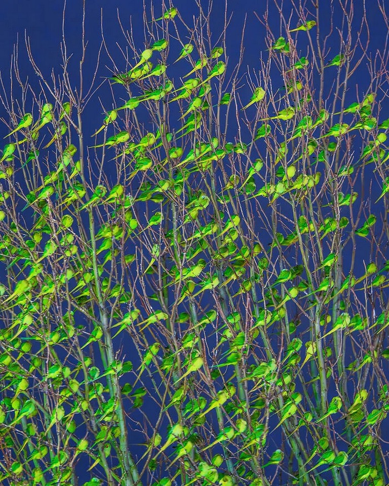 Це не листя: дерева в Лондоні захопили тисячі зелених папуг (ФОТО)