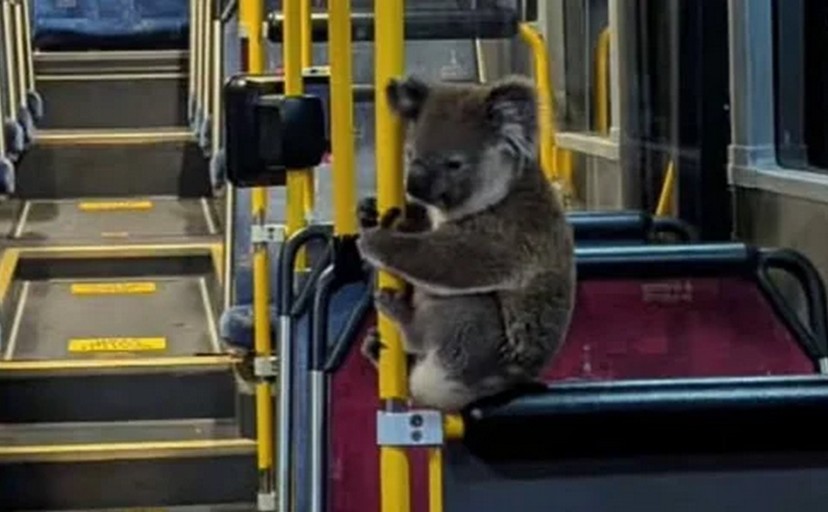 В Австралії коала стала пасажиром міського автобуса (ВІДЕО)