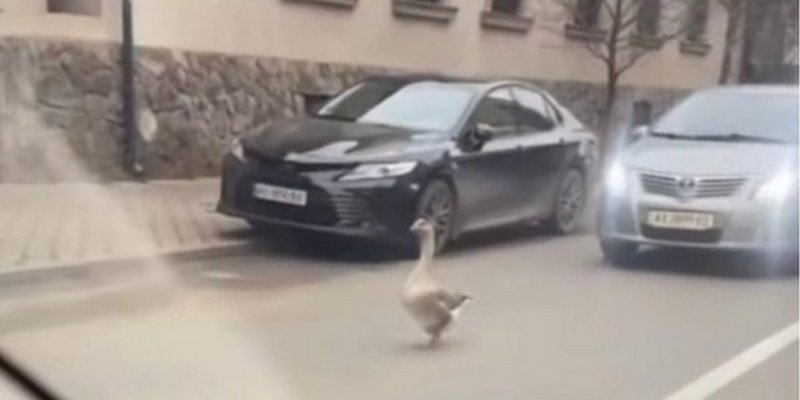 Несподіваний учасник руху: гусак спричинив затор в Ужгороді (ВІДЕО)