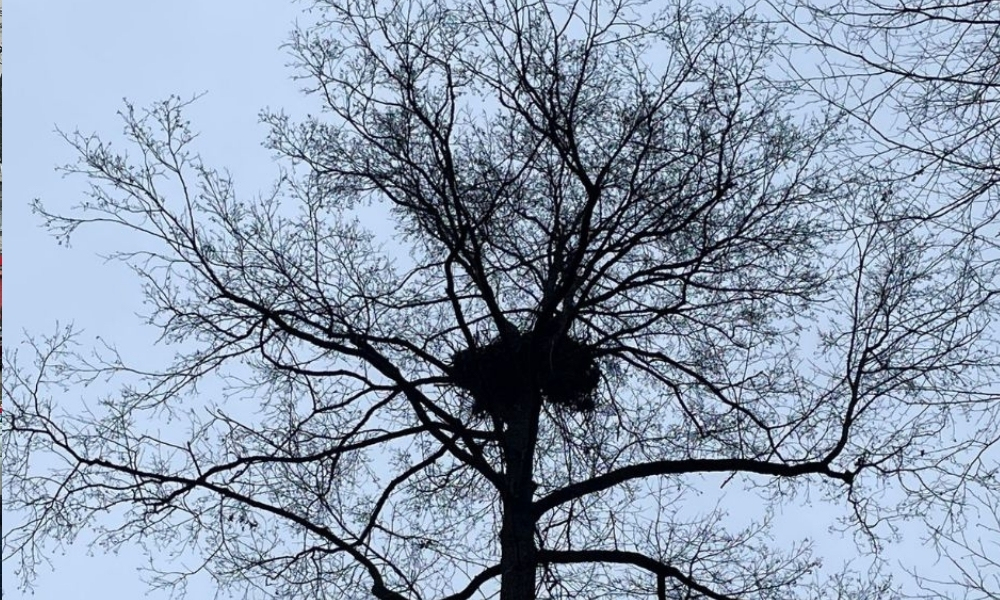 У Чорнобильському заповіднику виявили гніздо одного з найрідкісніших хижих птахів України (ФОТО)