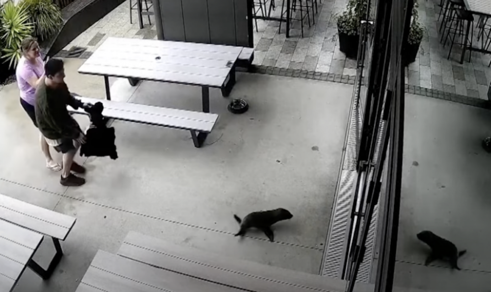 Маленький тюлень забрів у бар у Новій Зеландії (ВІДЕО)