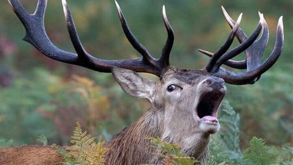 У Чорнобильській зоні фотопастка зняла самця оленя з «гаремом» самиць (ВІДЕО)