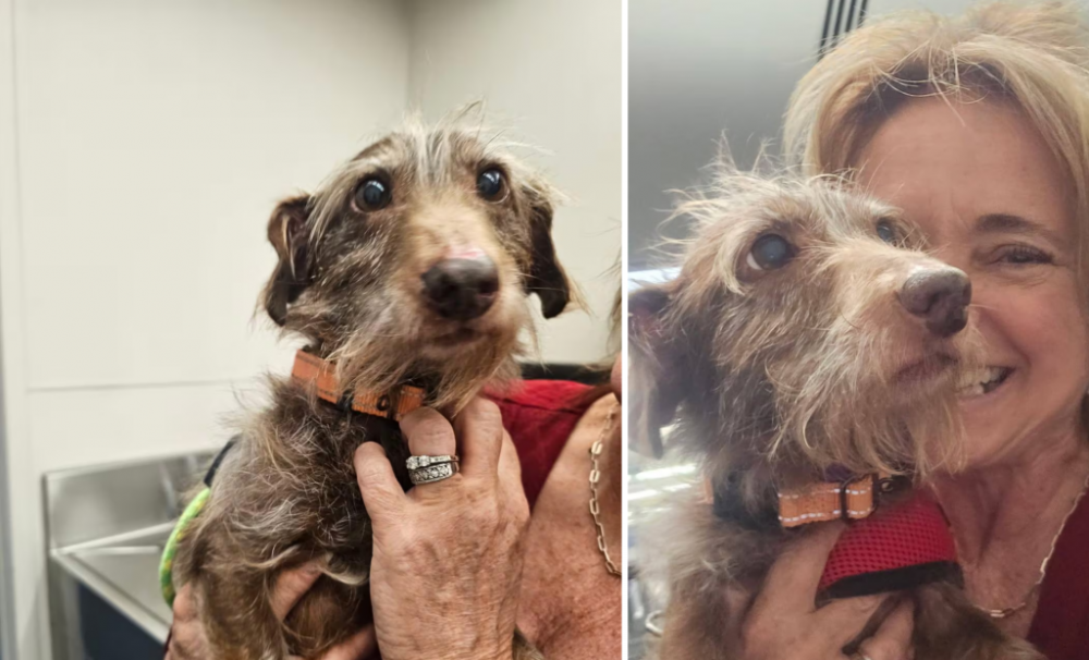 Пес Чоко, який зник майже 5 років тому, знайшовся за 3700 км від дому (ФОТО)