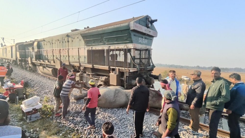 Швидкісний поїзд в Індії збив стадо слонів: семеро загинули (ВДЕО)