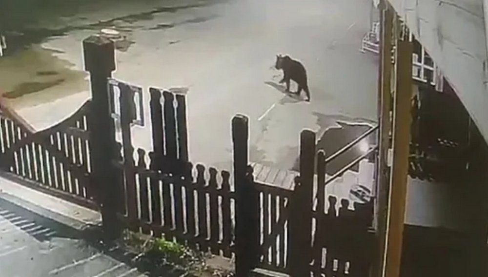 Ведмідь виніс сміттєвий бак із готелю та вкрав диню