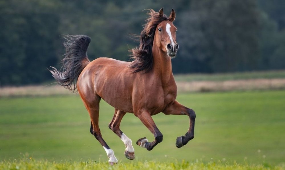 Кінь проїхався із власником на приміському поїзді (ВІДЕО)