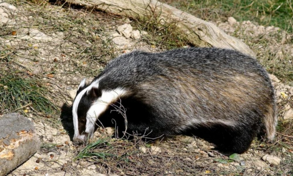 Барсук перетворив холодильник американки на свою годівницю (ВІДЕО)