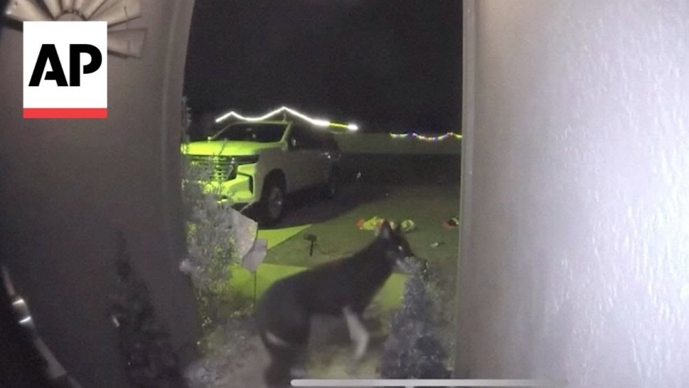 Зниклий собака зателефонував у дверний дзвінок, щоб повідомити про своє повернення (ВІДЕО)