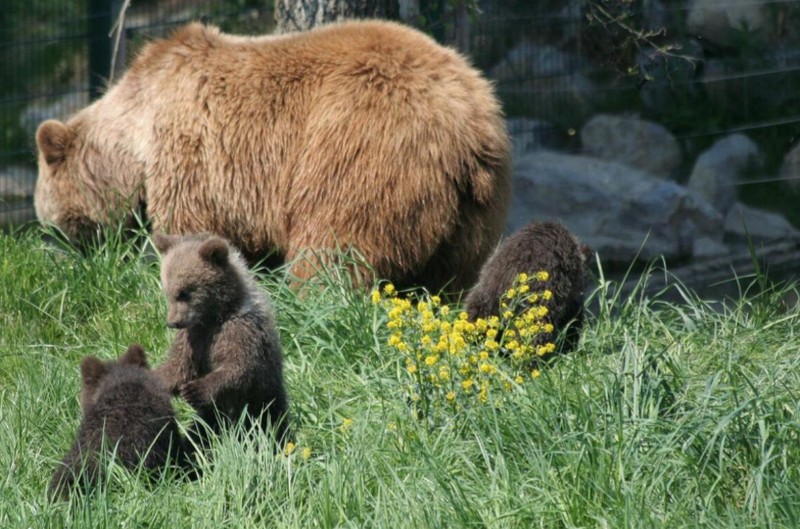 Американська сім’я виявила “дивні” звуки хропіння під своїм будинком