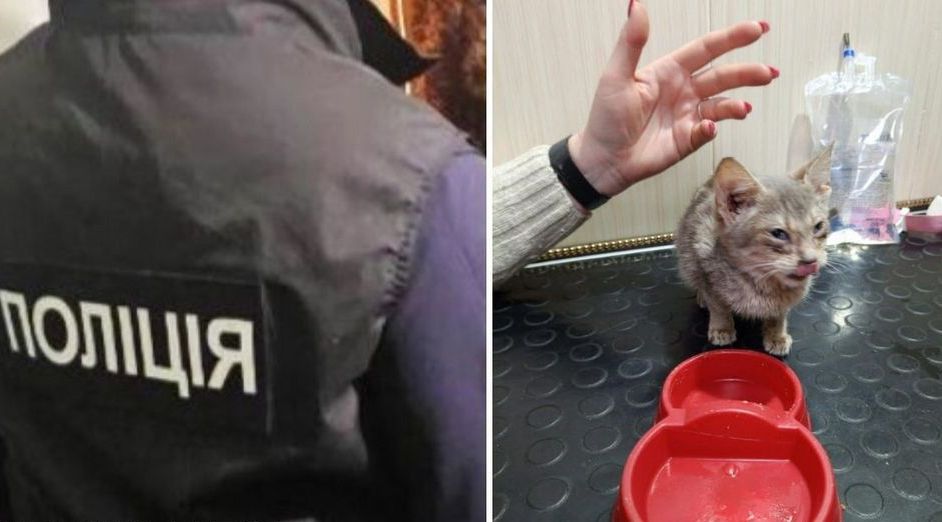 На Київщині дівчина знущалася з кошенят і знімала це на відео: тварини в критичному стані