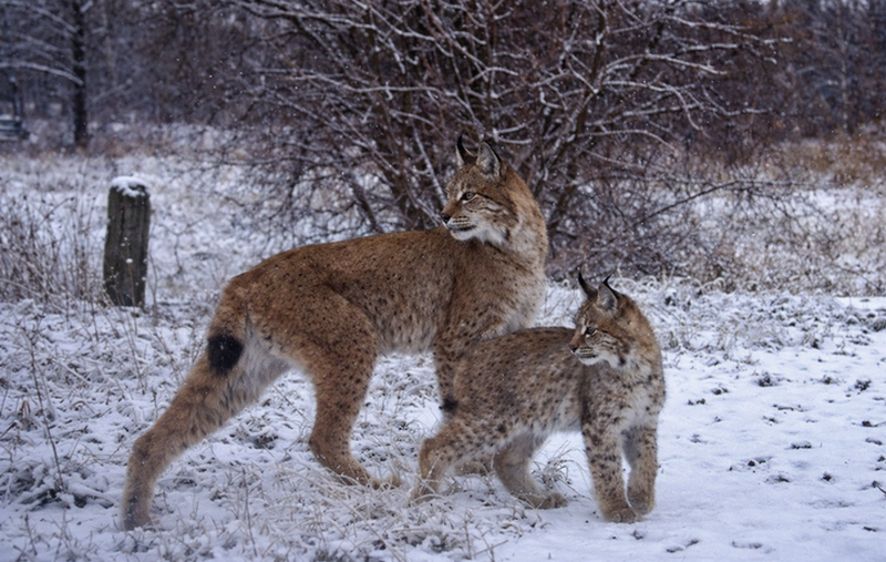 У Чорнобильському заповіднику зафіксували, як мама-рись навчає кошеня «рисячому етикету» (ФОТО)