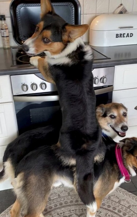 Справжня банда: три собаки знайшли оригінальний спосіб дістатися їжі (ФОТО)