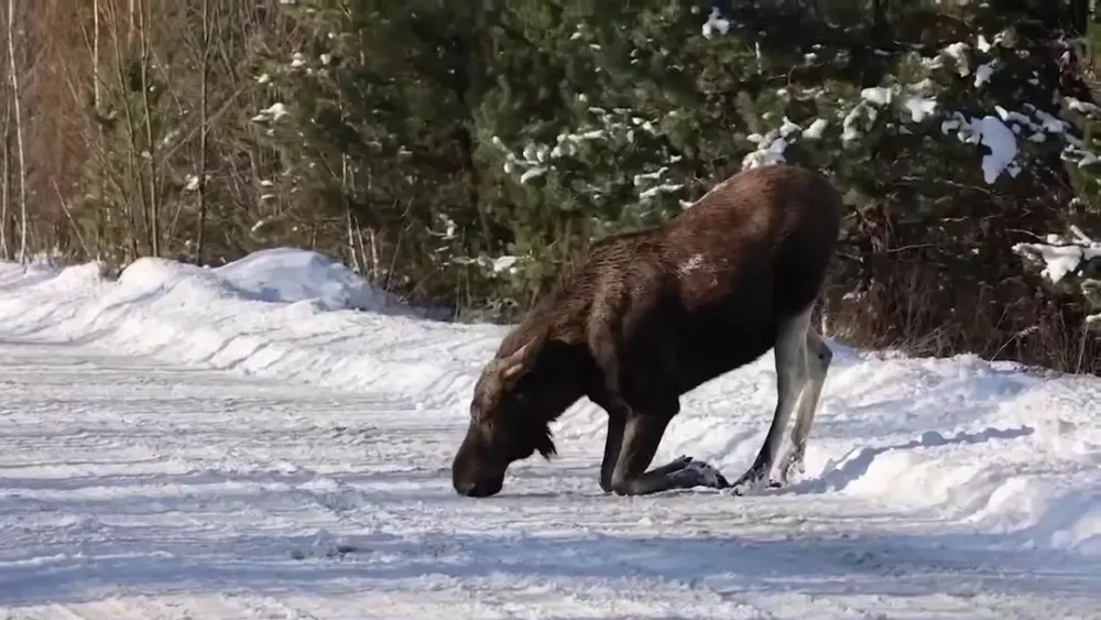 У Чорнобильській зоні зняли відео, як лось “навколішки” злизує сіль з дороги