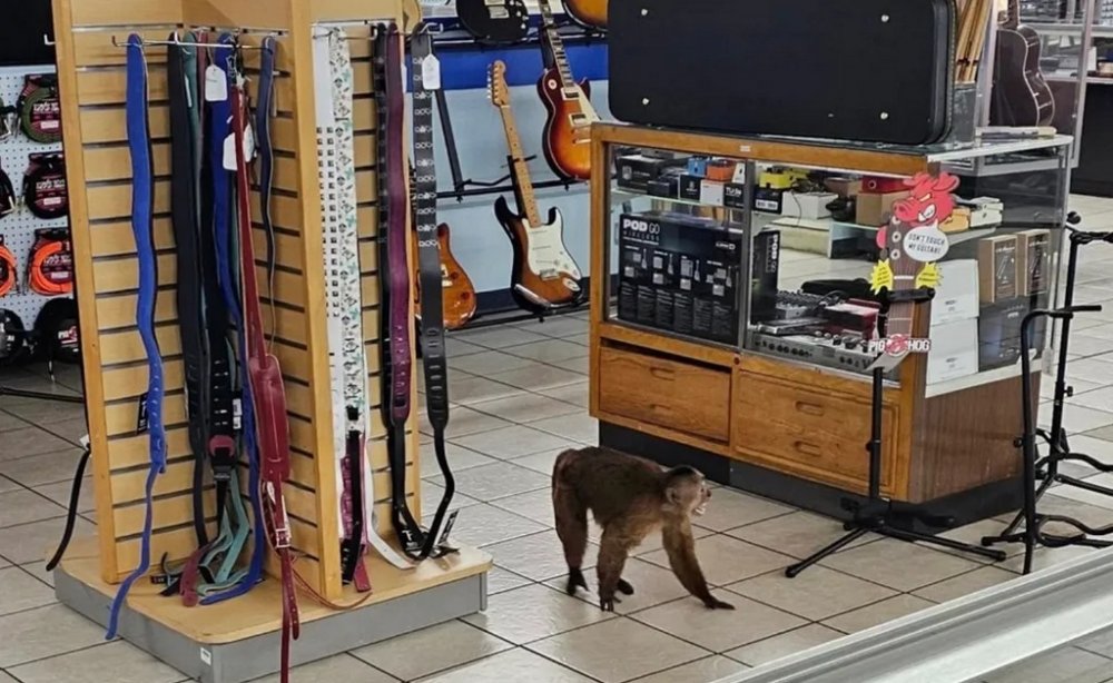 У США спіймали мавпу-меломана: вона розгромила магазин гітар