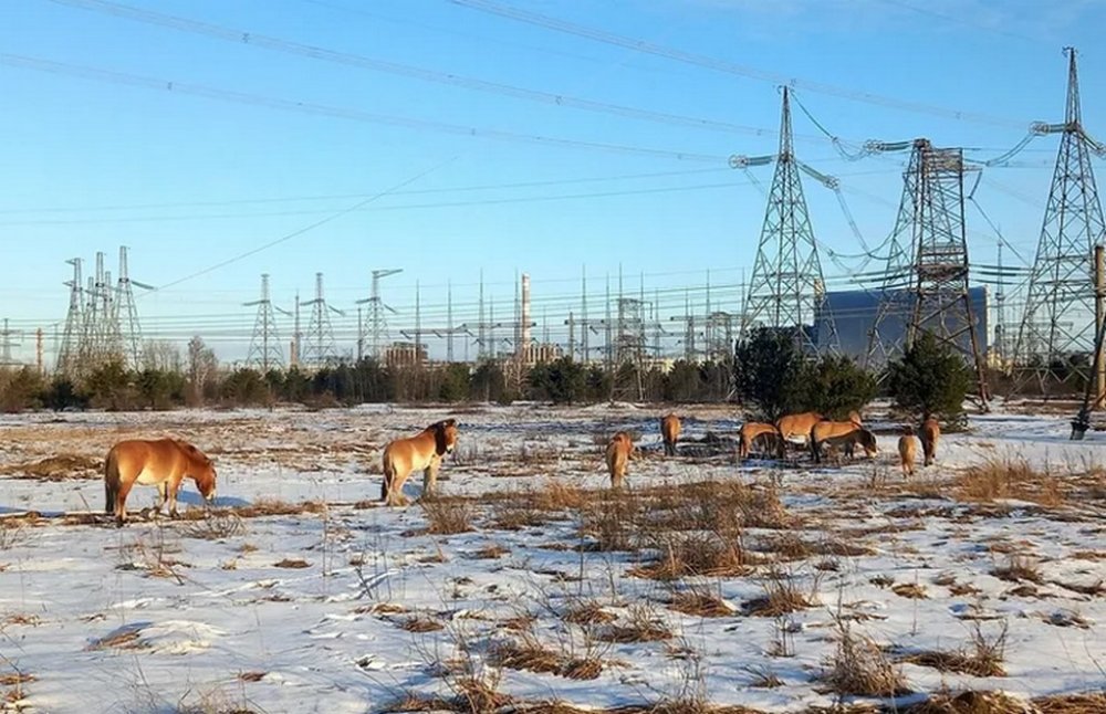У Чорнобильській зоні помітили рідкісного дикого коня, який шукав їжу під снігом (ВІДЕО)