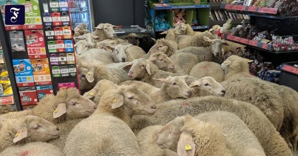Супермаркет у Німеччині «захопила»… отара овець (ВІДЕО)