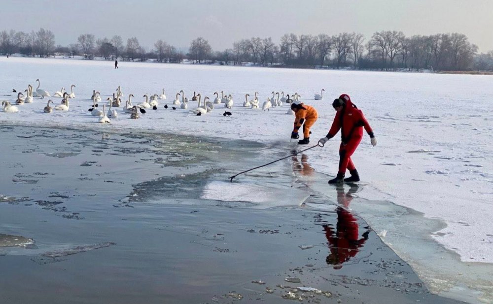 У Києві на озерах та ставках рятують рибу та птахів (ВІДЕО)