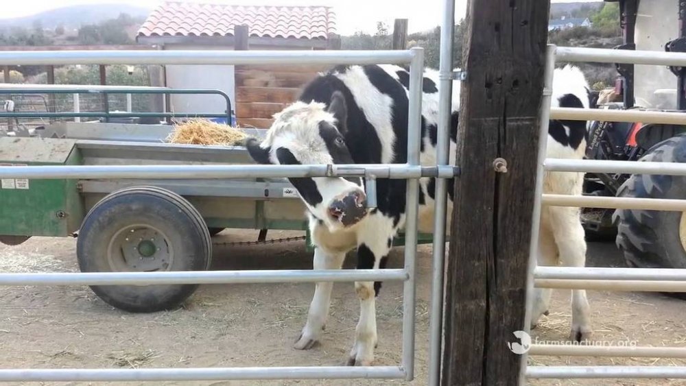 Мережі підкорила корова, яка може відчинити будь-які двері (ВІДЕО)