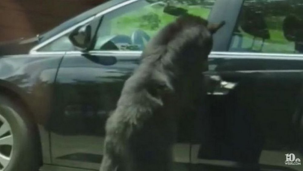 Розумний ведмідь зручно влаштувався в автомобілі (ВІДЕО)