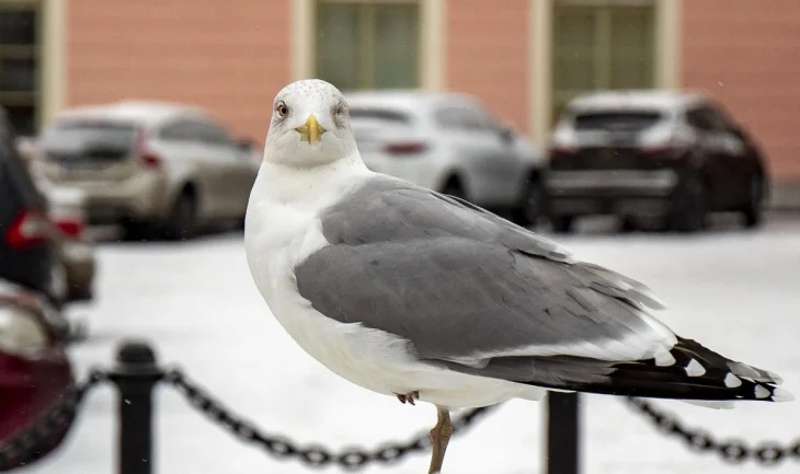 Чайка прилетіла за їжею і була атакована вороною та котом (ВІДЕО)