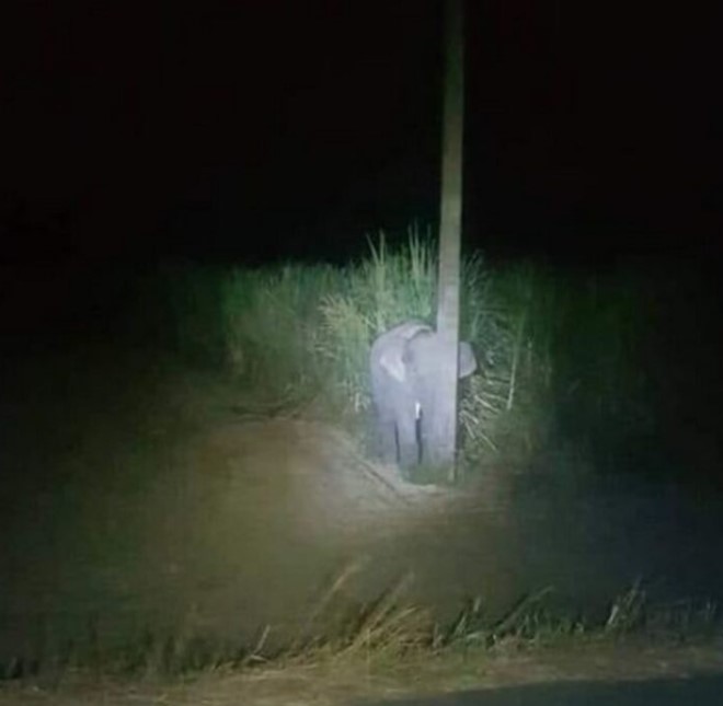 У Таїланді слоненя, захоплене за крадіжкою, спробувало сховатися за стовпом (ФОТО)