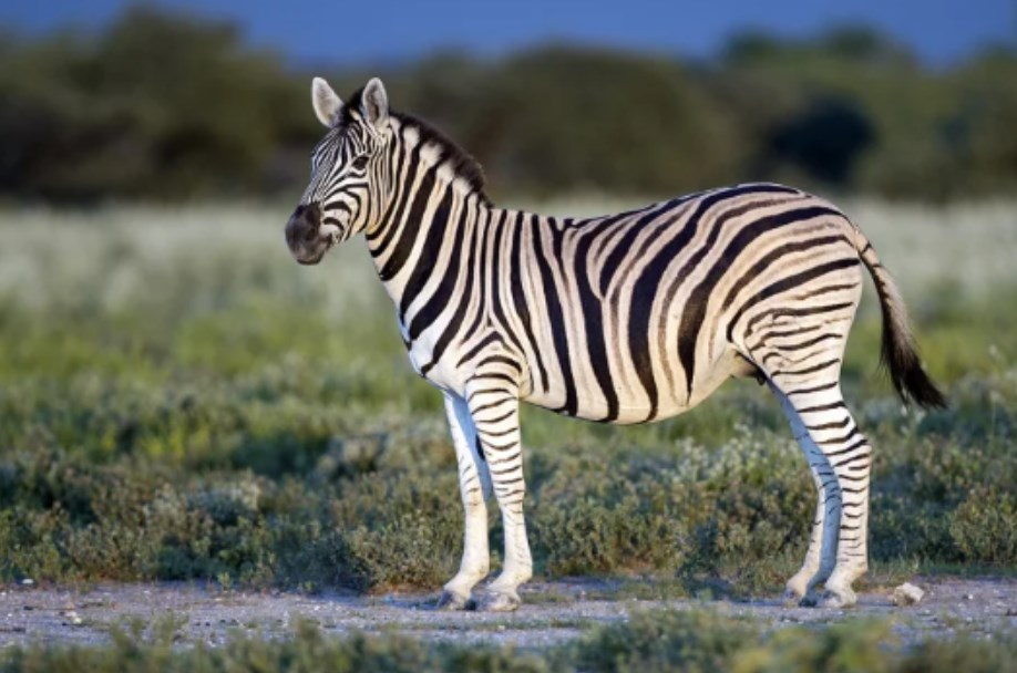 Зебра втекла із зоопарку і три години гуляла містом (ВІДЕО)