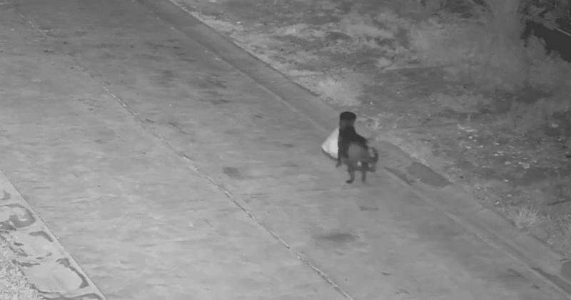 В Італії собака-«порушник» носив у зубах сміття й викидав його в недозволеному місці (ВІДЕО)