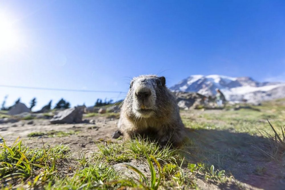 День бабака в Україні: який прогноз на весну дав чотирилапий "синоптик" (ВІДЕО)