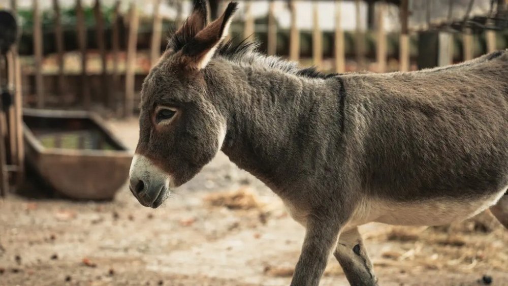 Ковбой на мінімалках: у Туреччині злодій намагався втекти від поліції на віслюку