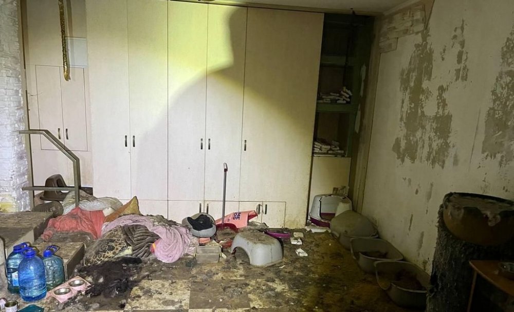 На Київщині судитимуть жінку, яка заморила голодом понад 50 котів