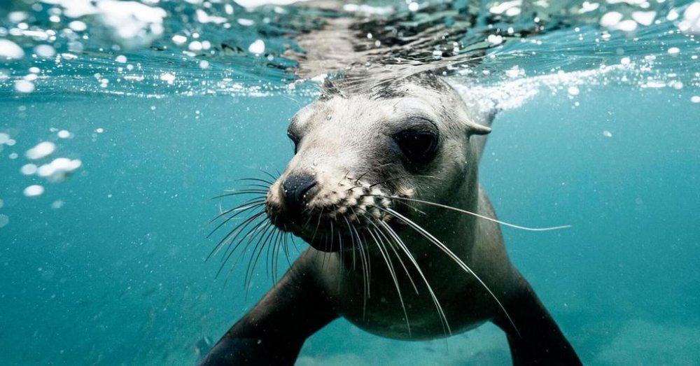 Дитинча тюленя каталося на дошці разом із серферами (ВІДЕО)