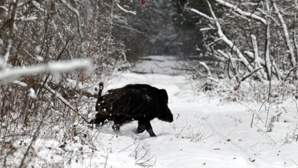 Блукала в засніженому лісі: біля Чорнобиля побачили небезпечну дику тварину (ФОТО)