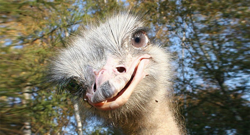 У Китаї страус влаштував переполох на дорозі (ВІДЕО)