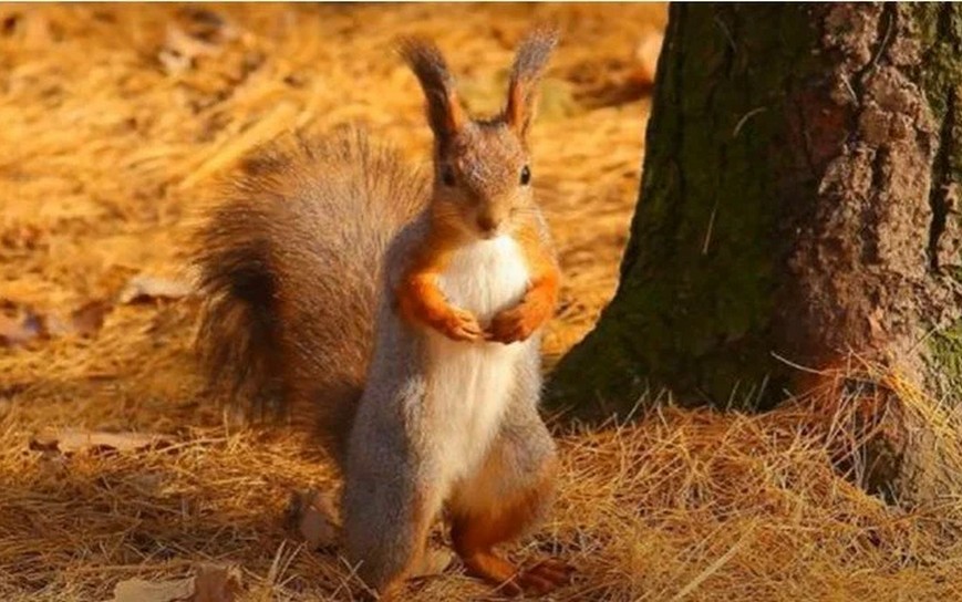 Живе на деревах і будує гнізда-кулі: в лісах Київщини завівся незвичайний звір (ФОТО)