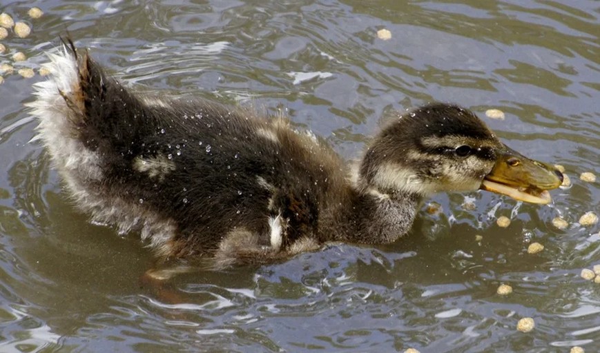 У Китаї чоловік знайшов у шлунку качки золото