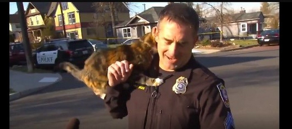 Кішка прославилася, зірвавши інтерв'ю поліцейського (ФОТО)