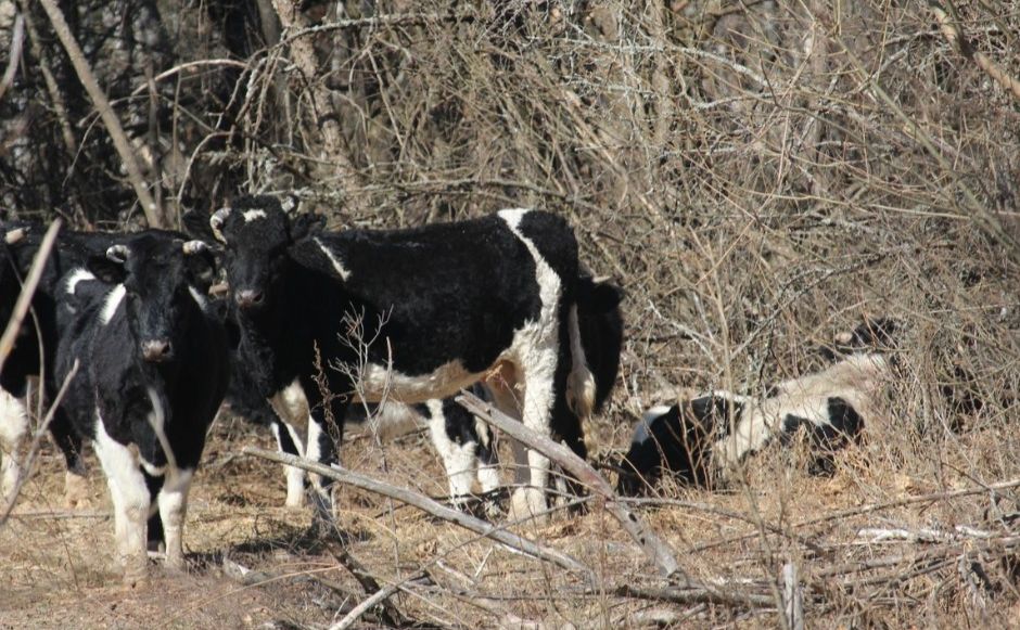 У Чорнобильському заповіднику ведмідь напав на здичавілих корів (ФОТО)