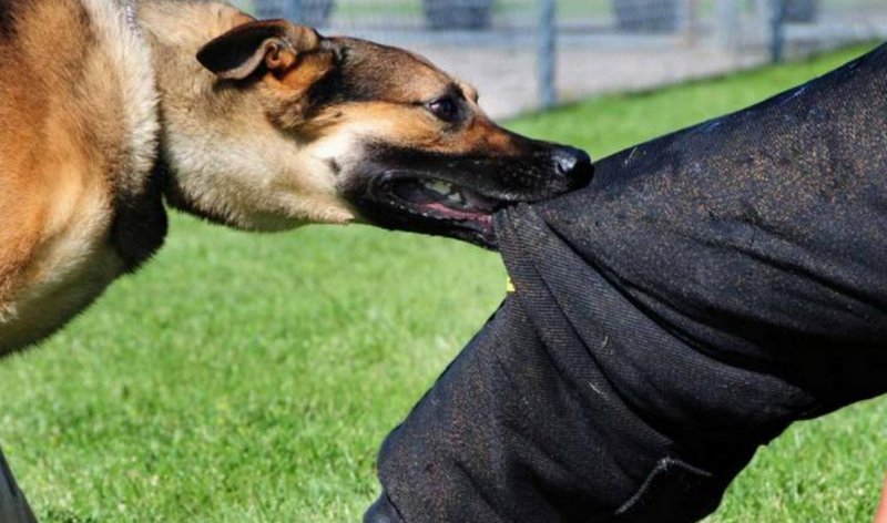 У Дніпрі внаслідок нападу собаки дитина втратила ногу