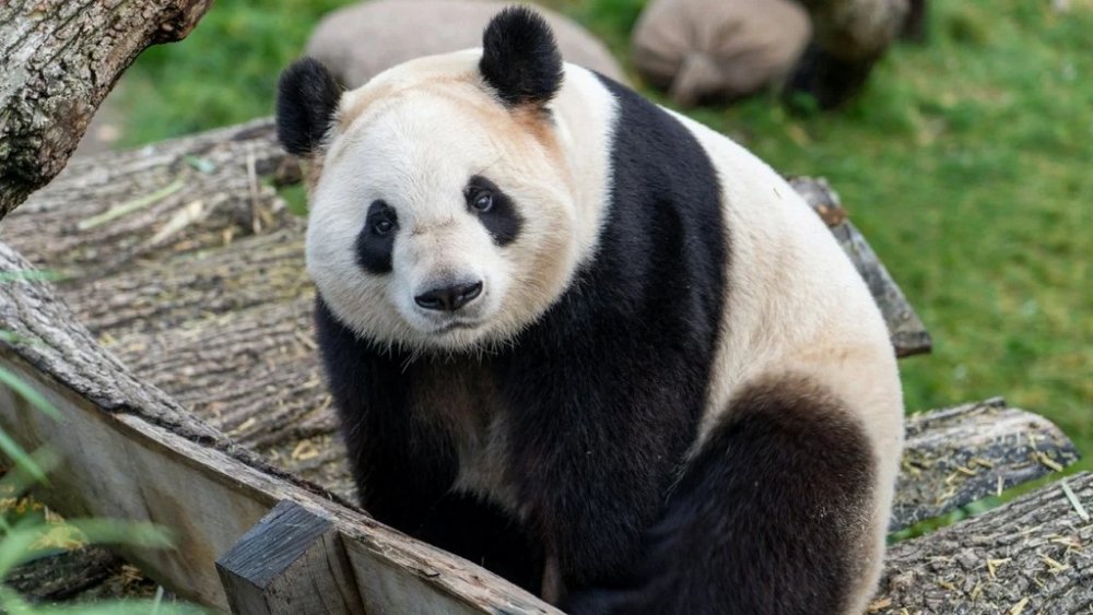 Кумедний конфуз у Китаї: панда не захотіла віддавати впущений смартфон (ВІДЕО)